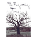 Forgetting Tree: A Rememory