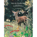 Fairy the Friendly Fawn: From Rescue to Rehabilitation to Release