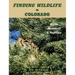Finding Wildlife In Colorado: Birds, Mammals and Reptiles