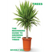 Trees: The Beginners Guide To Growing Potted Trees