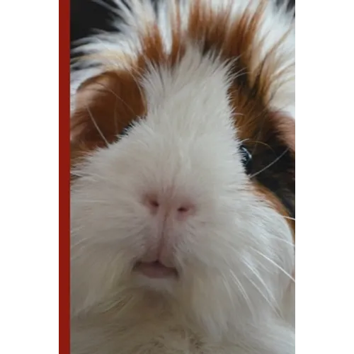 Guinea Pig Says Write