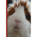 Guinea Pig Says Write