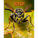 Wasp: Fun Facts Book for Kids with Amazing Photos