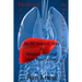 Natural Liver Detox: An All-Natural Way to Restore Optimal Liver Functioning