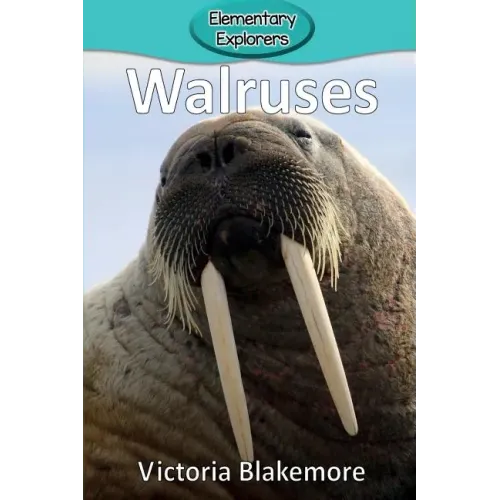 Walruses