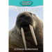 Walruses
