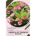 Crown of Thorns Plant: Plant Guide