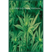 A Guide to Growing Marijuana