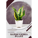 Sansevieria Plant: Plant Guide