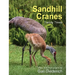 Sandhill Cranes, Family Times