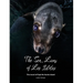 The Sea Lions of Los Islotes: The Jewel of Espíritu Santo Island