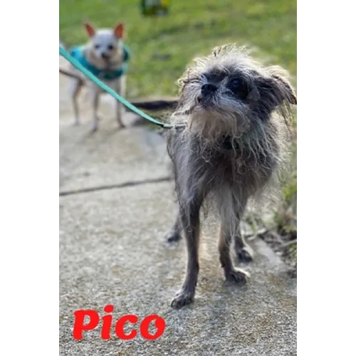 Pico: Tiny Dog Massive Penis