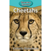 Cheetahs