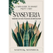 A mini-guide to smart plant care: Sansevieria