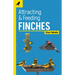 Attracting & Feeding Finches
