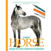 Isolated Horse Images for Artist's Reference and Inspiration