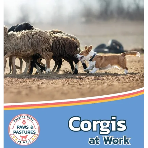 Corgis at Work