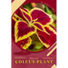 Coleus Plant: Plant Guide