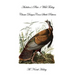 Audubon's Plate 1 Wild Turkey: Classic Designs Cross Stitch Pattern