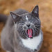 Colorado Barn Cats - Skunk and Chauncey
