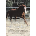 Easier Than Fighting Rocky: How Horses Carried an Autistic Mind into the World of Emotion and Compassion