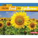 From Seed to Sunflower
