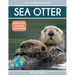 Sea Otter: Amazing Facts About Ocean's Cleverest Mammals for Kids