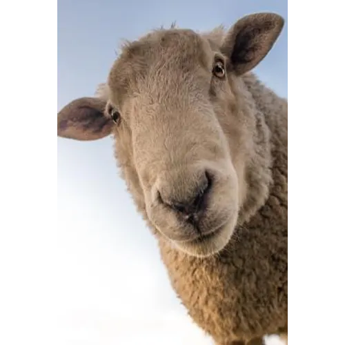 Sheep: Domestic Sheep Are Quadrupedal, Ruminant Mammals Typically Kept as Livestock. Like Most Ruminants, Sheep Are Members o