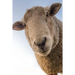 Sheep: Domestic Sheep Are Quadrupedal, Ruminant Mammals Typically Kept as Livestock. Like Most Ruminants, Sheep Are Members o