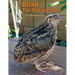 Brian The Therapy Quail