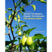 Ancient Yet Modern, Popular Yet Unknown: The Chinese Jujube: An In-Depth Guide to Growing and Propagating Chinese Jujubes