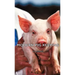 Modern Pig Keeping