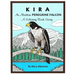 Kira, an Alaskan Peregrine Falcon: A Coloring Book