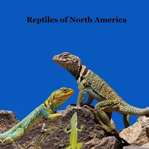Reptiles of North America Kids Book: Great Children's Reptile Book about Snakes, Lizards, Turtles, Alligators