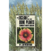 Guide to Ocean Dune Plants Common to North Carolina