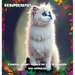 Meowtography