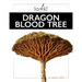 Dragon Blood Tree