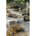 Walden