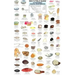 Mac's Field Guides: Northwest Coastal Invertebrates