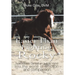 Easier Than Fighting Rocky: How Horses Carried an Autistic Mind into the World of Emotion and Compassion