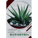 Haworthia: Prodigy Petal, Plant Guide