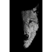 In the Company of Wolves: Werewolves, Wolves and Wild Children