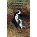 Penguins of the Falkland Islands and South America