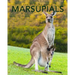 Marsupials: Amazing Pictures & Fun Facts of Animals in Nature