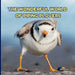 The Wonderful World of Piping Plovers: Interesting Facts About Piping Plovers
