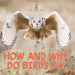 How and Why Do Birds Fly