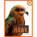 Hawk