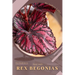 Rex Begonias: Plant Guide