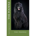 The poodle: the poodle