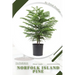 Norfolk Island Pine: Prodigy Petal, Plant Guide